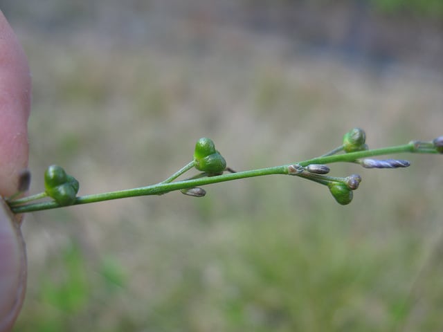 Caesia parviflora (Caesia parviflora)
