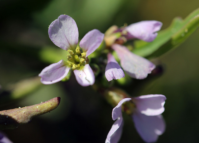 Caquillier édentulé (Cakile edentula)