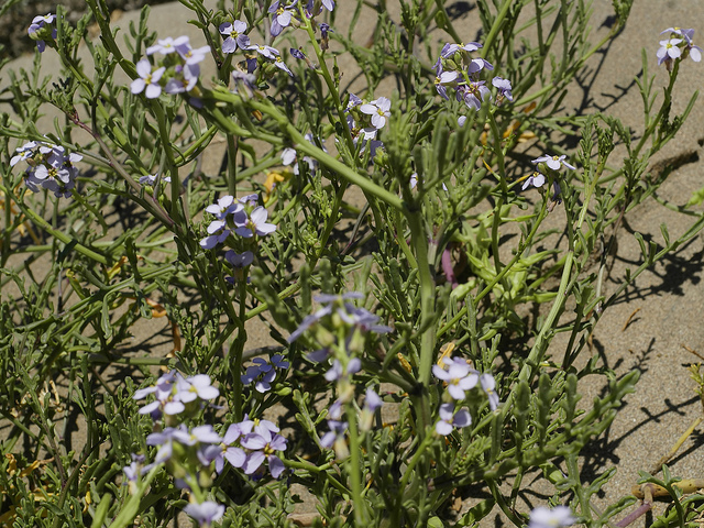 Cakilier maritime (Cakile maritima)