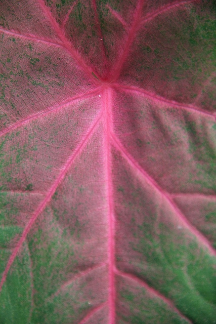 Caladium bicolor