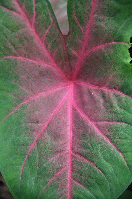 Caladium bicolor