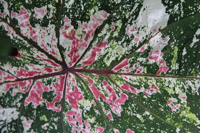 Caladium bicolor