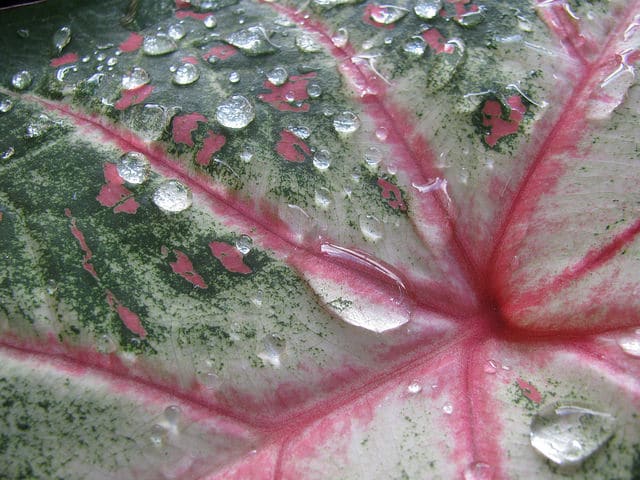 Caladium bicolor