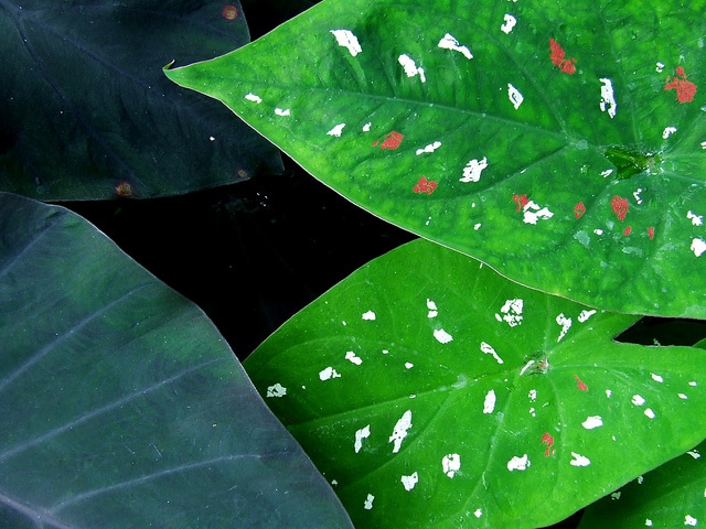 Caladium bicolor (Caladium bicolor)