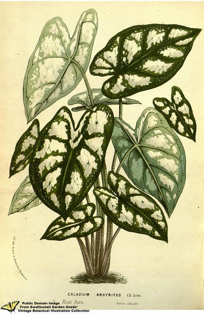 Caladium humboldtii (Caladium humboldtii)