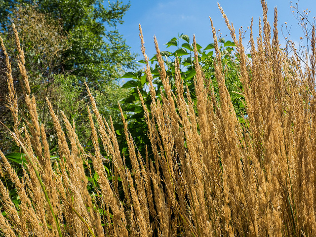 Calamagrostide à feuilles de roseau