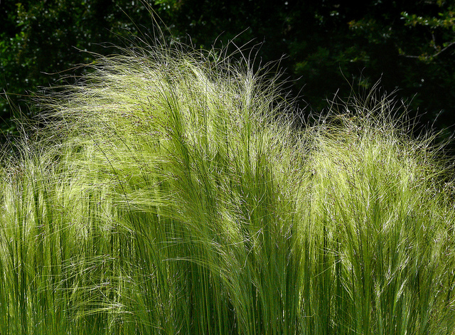 Calamagrostide à feuilles de roseau (Calamagrostis arundinacea)