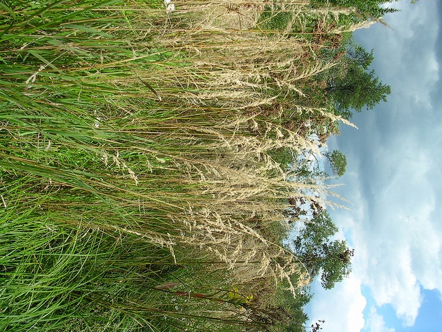 Calamagrostis canadensis