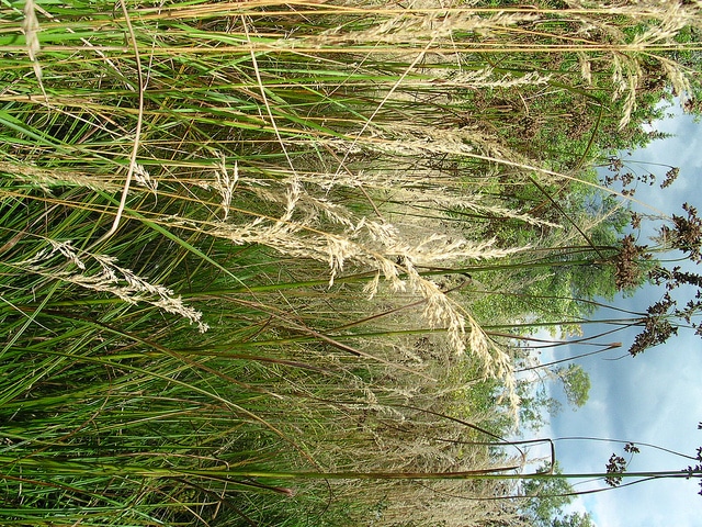Calamagrostis canadensis