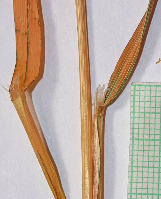 Calamagrostis canadensis
