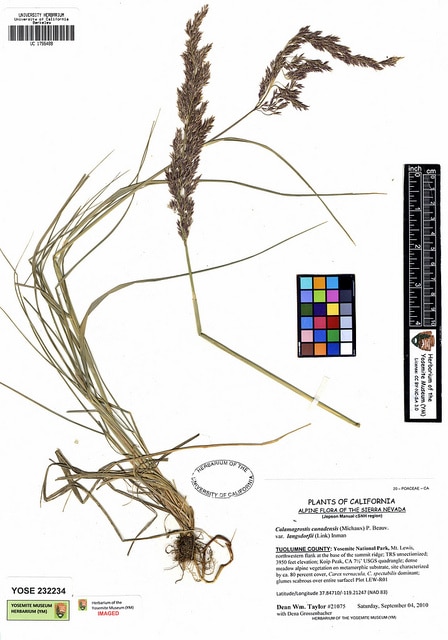 Calamagrostis canadensis