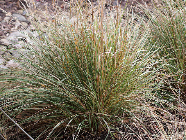 Calamagrostide commune (Calamagrostis epigejos)