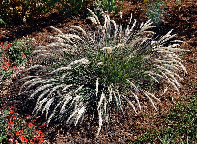 Calamagrostis foliosa