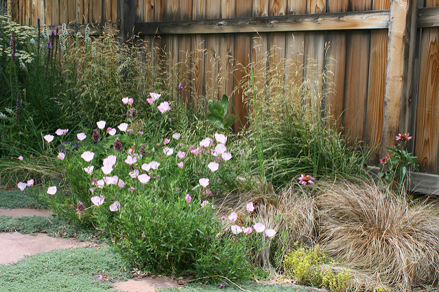 Calamagrostide pourpre (Calamagrostis purpurea)