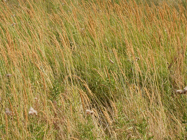 Calamagrostide droite (Calamagrostis stricta)