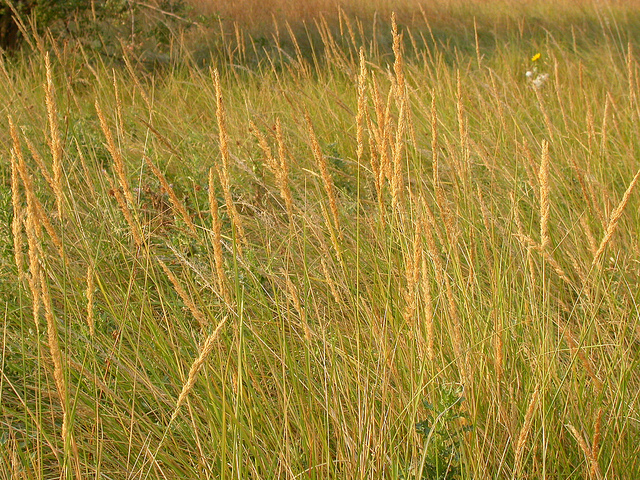 Calamagrostide droite