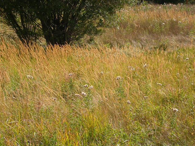 Calamagrostide droite