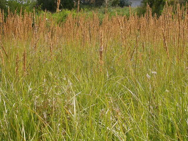 Calamagrostide droite