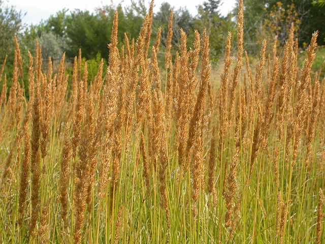 Calamagrostide droite