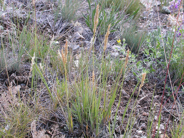 Calamagrostide des alpes (Calamagrostis villosa)