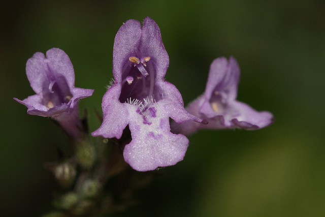 Petit calament (Calamintha nepeta)