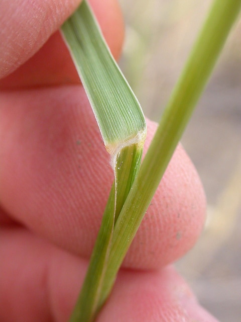 Calamovilfa longifolia