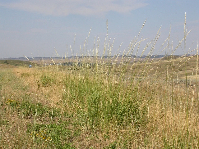 Calamovilfa longifolia