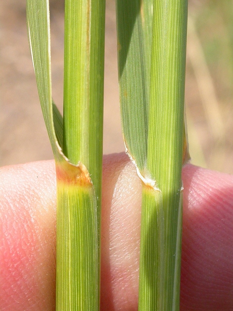 Calamovilfa longifolia