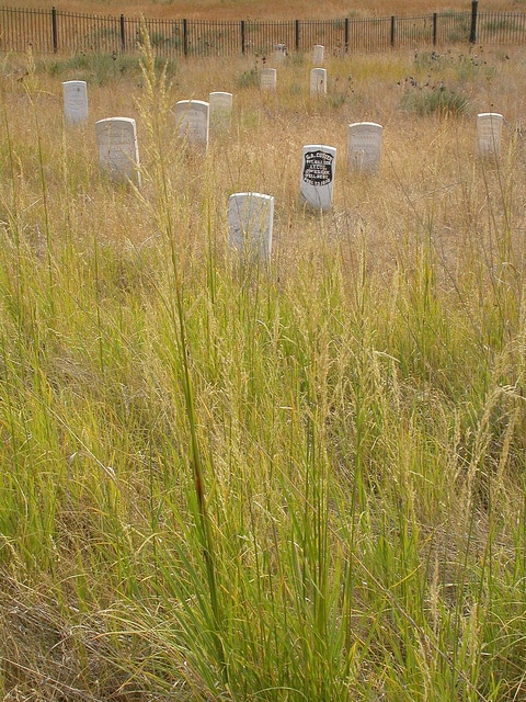Calamovilfa longifolia