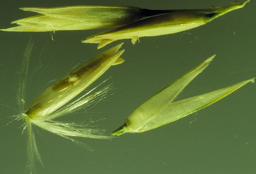 Calamovilfa longifolia (Calamovilfa longifolia)