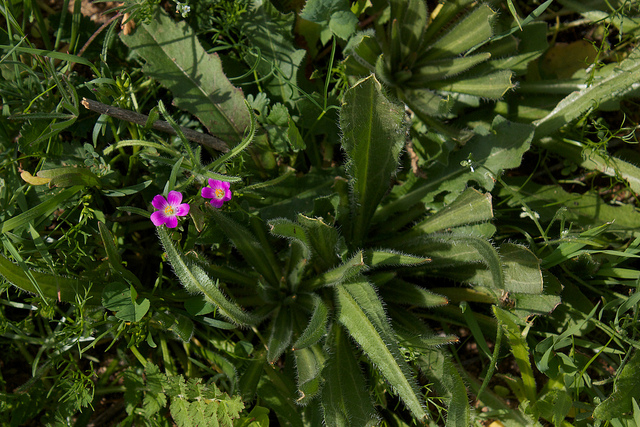 Calandrinia ciliata