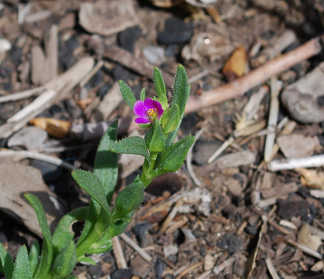 Calandrinia ciliata