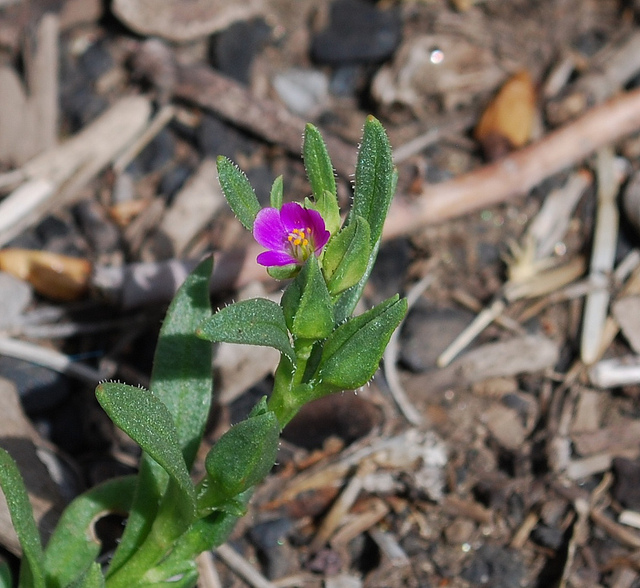 Calandrinia ciliata
