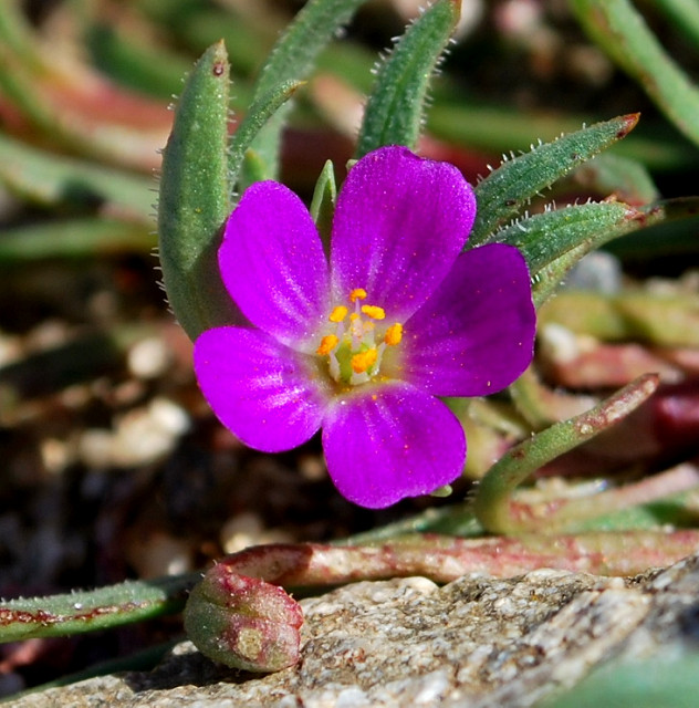 Calandrinia ciliata