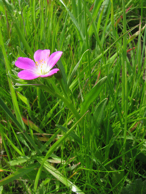 Calandrinia ciliata