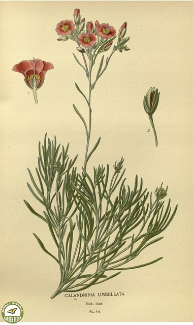 Calandrinia umbellata