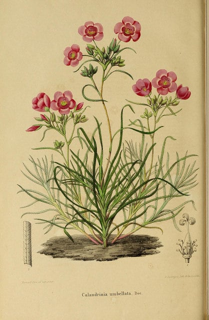 Calandrinia umbellata