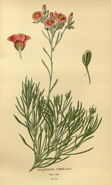 Calandrinia umbellata