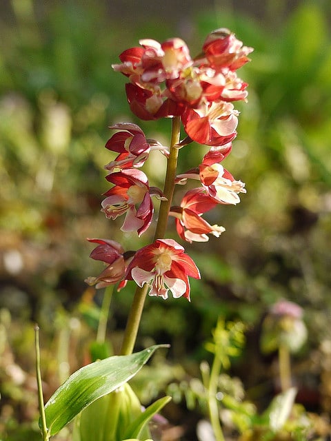 Calanthe discolor