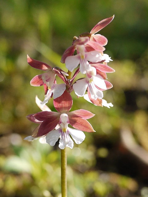 Calanthe discolor