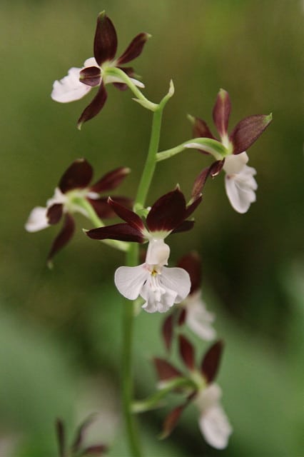 Calanthe discolor