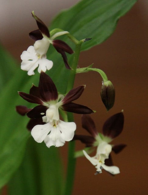 Calanthe discolor