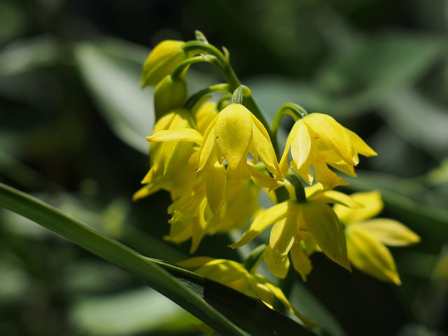 Calanthe discolor (Calanthe discolor)