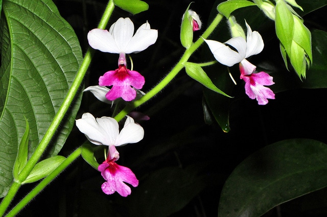 Calanthe vestita