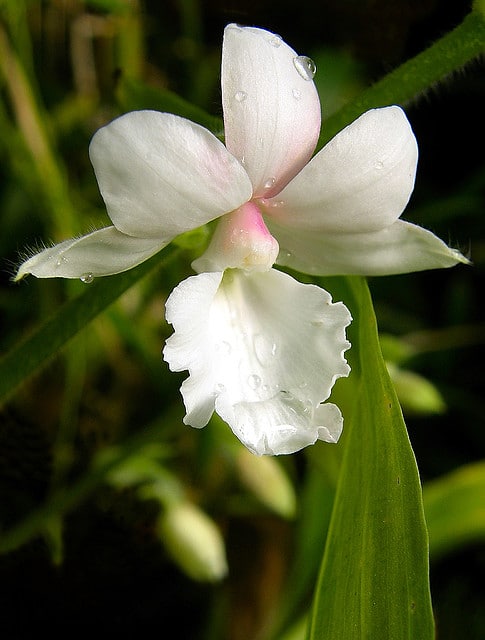 Calanthe vestita