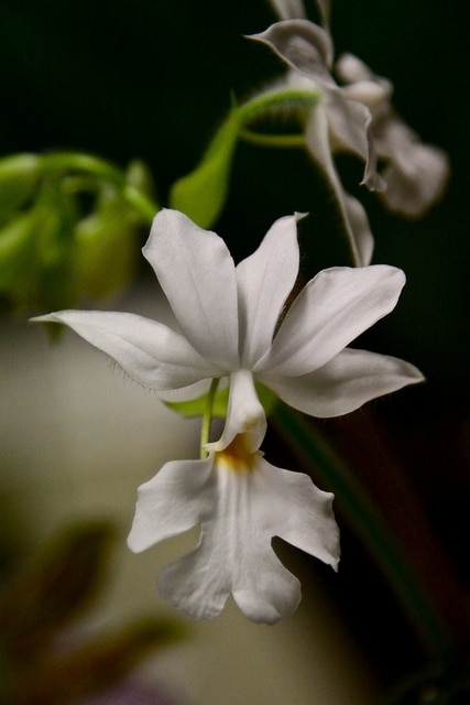 Calanthe vestita
