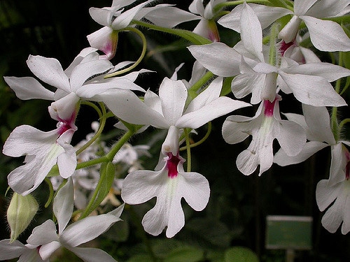 Calanthe vestita (Calanthe vestita)