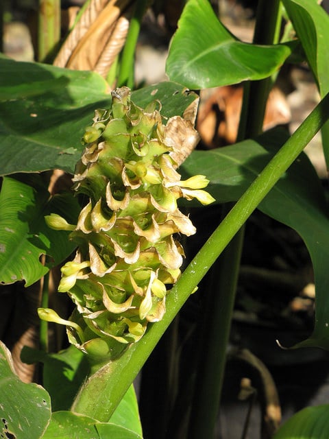Calathea cylindrica (Calathea cylindrica)