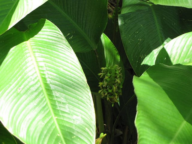 Calathea cylindrica