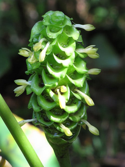 Calathea cylindrica